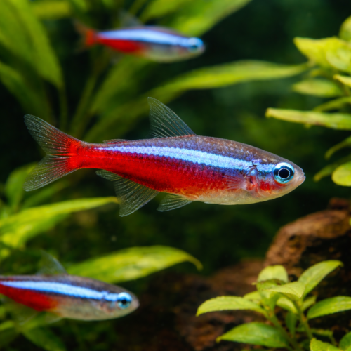 Tetra cardenal Paracheirodon axelrodi en acuario plantado