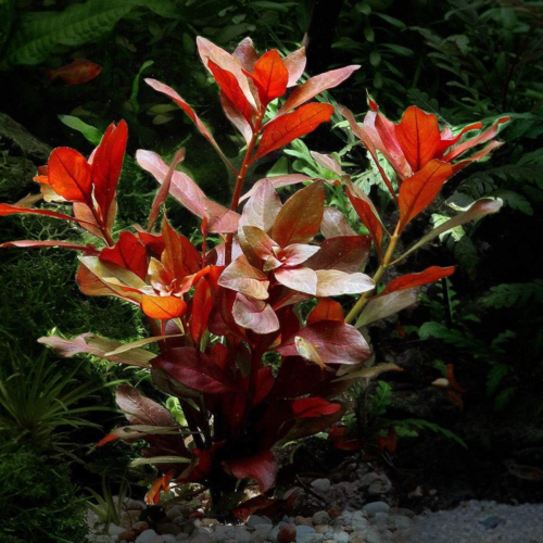 Ludwigia repens planta acuática roja para acuario plantado