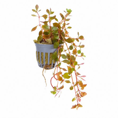 Mini Super Red Ludwigia planta acuática roja para acuario plantado