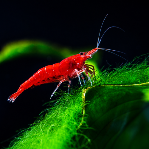 Gamba neocaridina roja para acuario plantado