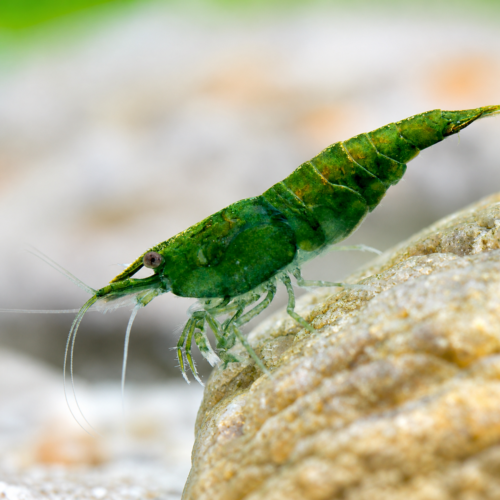 Gamba neocaridina verde para acuario plantado