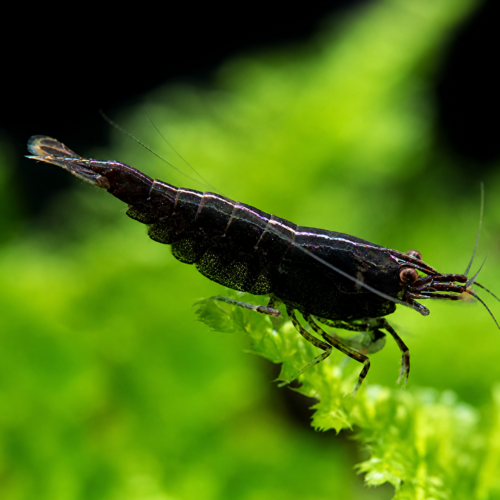 Gamba neocaridina negra para acuario plantado