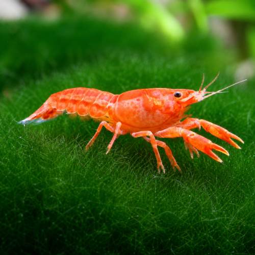 Langosta enana mexicana naranja para acuario de agua dulce