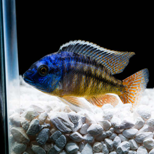 Cíclido emperatriz roja macho grande pez de agua dulce