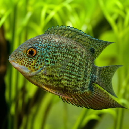 Cíclido severum verde tamaño regular pez de agua dulce