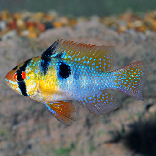 Cíclido ram alemán azul Florida tamaño regular pez de agua dulce