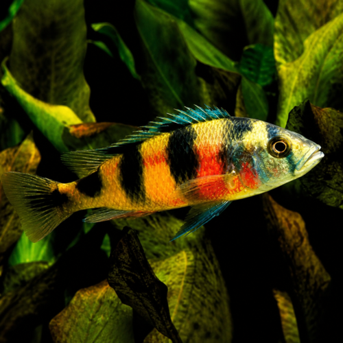 Cíclido haplochromis obliquidens tamaño regular pez de agua dulce
