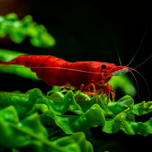 Gamba bloody mary roja intensa tamaño regular para acuario plantado