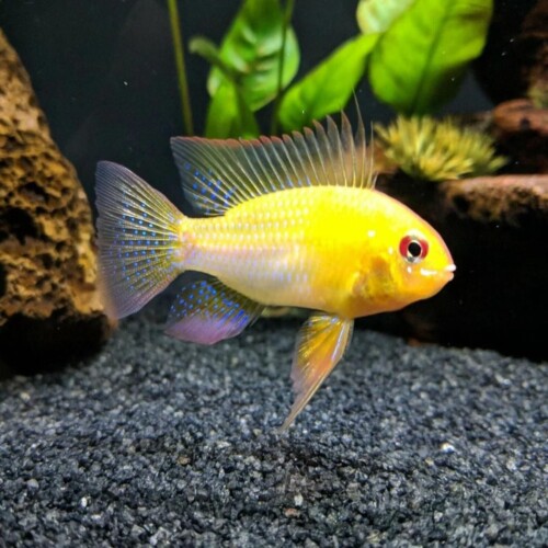 Cíclido ram alemán dorado Florida tamaño regular pez de agua dulce