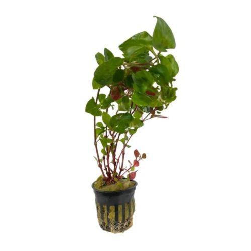 Alternanthera ficoidea Cherry Stem planta roja low tech para acuario plantado