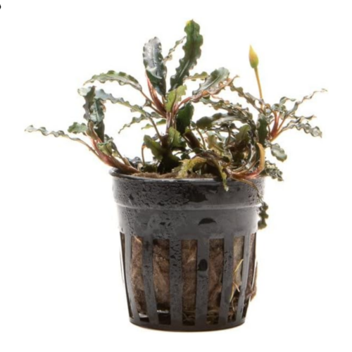 Bucephalandra Titan planta acuática epífita para acuario plantado