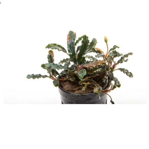 Bucephalandra Titan planta acuática epífita para acuario plantado