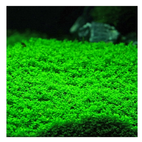 Cuba acuática hemianthus callitrichoides planta tapizante para acuario
