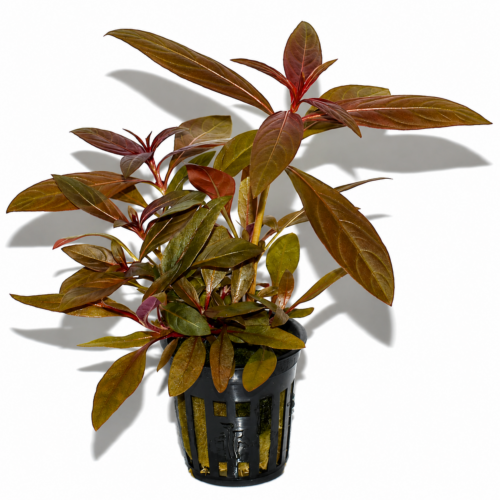 Ludwigia repens planta acuática roja para acuario plantado