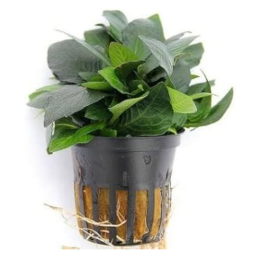 Hygrophila compacta planta acuática low tech para acuario plantado