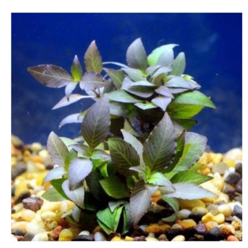 Hygrophila compacta planta acuática low tech para acuario plantado