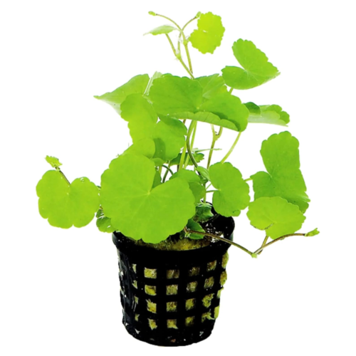 Hydrocotyle leucocephala Brazilian Pennywort planta acuática para acuario plantado