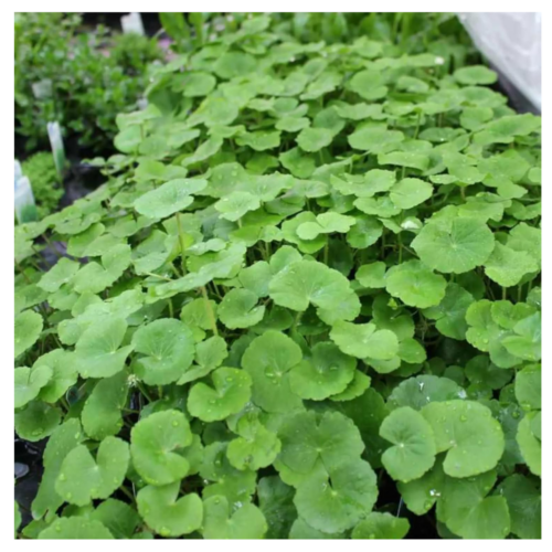 Hydrocotyle leucocephala Brazilian Pennywort planta acuática para acuario plantado