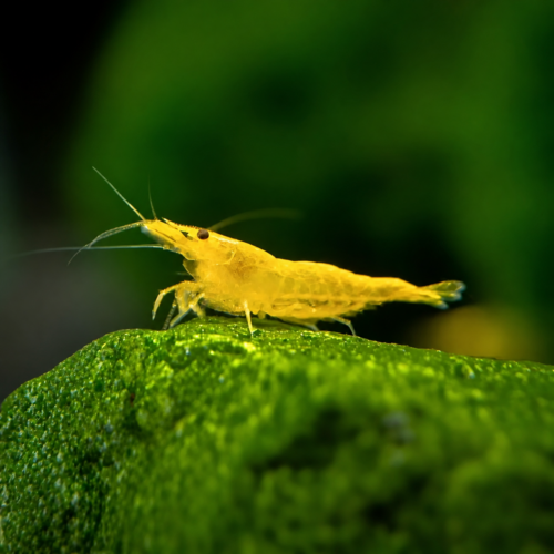 Gamba neocaridina amarilla para acuario plantado