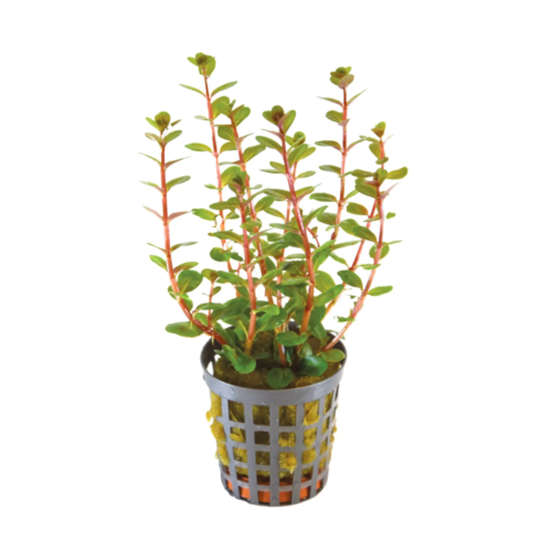 Rotala bonsai planta acuática compacta para acuario plantado