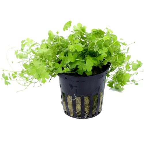 Hydrocotyle tripartita Japan planta acuática para acuario plantado