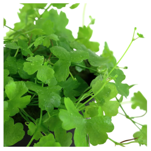Hydrocotyle tripartita Japan planta acuática para acuario plantado