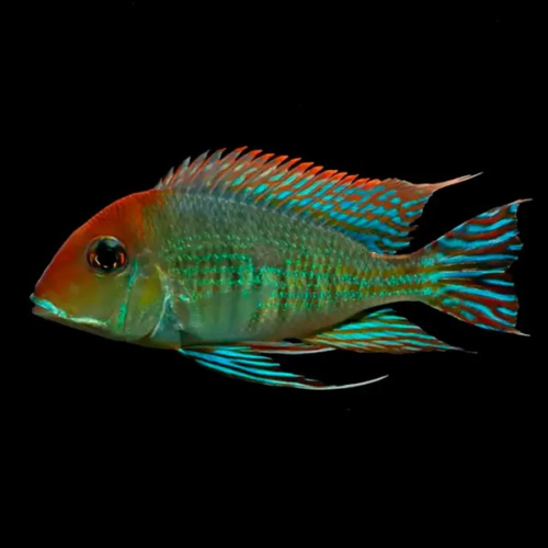 50a550d533de